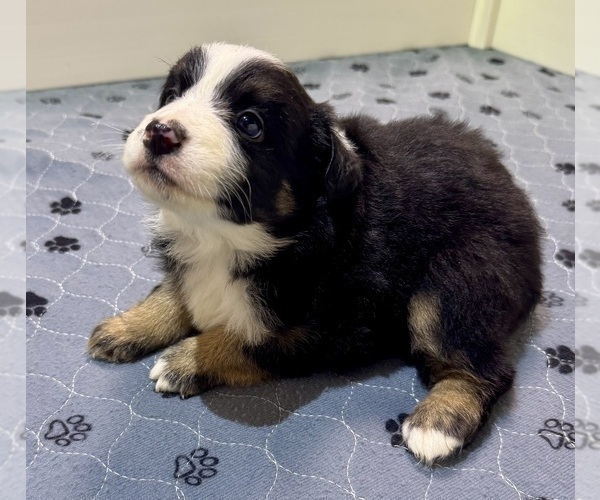 Medium Photo #16 Miniature Australian Shepherd Puppy For Sale in SALISBURY, NC, USA