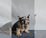Small #3 French Bulldog