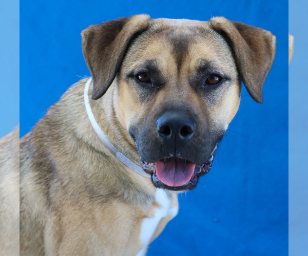 Medium Photo #2 Retriever -Unknown Mix Puppy For Sale in Pasadena, CA, USA