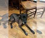 Small #12 Labrador Retriever