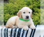 Small #2 Golden Retriever