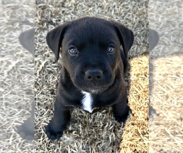 Medium Photo #1 American Staffordshire Terrier-Unknown Mix Puppy For Sale in Holly Springs, NC, USA
