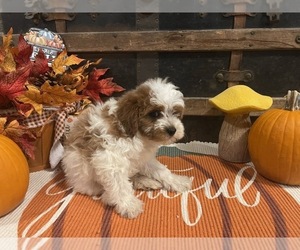 Cavapoo Puppy for sale in FULTON, KS, USA