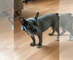 Small Photo #43 French Bulldog Puppy For Sale in BUSHKILL, PA, USA