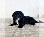 Small #2 ShihPoo