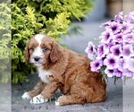Small #3 Goldendoodle (Miniature)