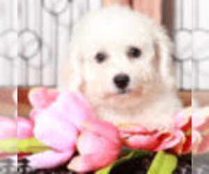 Bichon Frise Puppy for sale in NAPLES, FL, USA