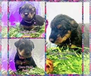 Airedale Terrier Puppy for sale in HOLTON, MI, USA