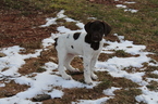 Small Photo #10 German Shorthaired Pointer Puppy For Sale in BLAINSPORT, PA, USA