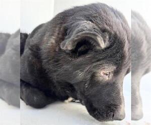 Labrador Retriever-Unknown Mix Dogs for adoption in Houston, TX, USA