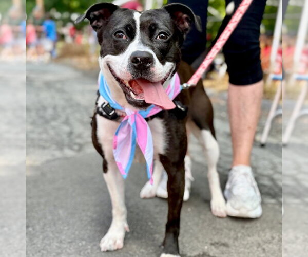Medium Photo #16 Mutt Puppy For Sale in Canton, CT, USA