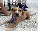 Small American Pit Bull Terrier