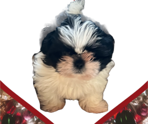 Medium Photo #2 Shih Tzu Puppy For Sale in DOUGLASVILLE, GA, USA