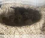 Small Labrador Retriever