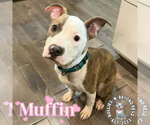 Medium Photo #3 American Staffordshire Terrier-Unknown Mix Puppy For Sale in Omaha, NE, USA