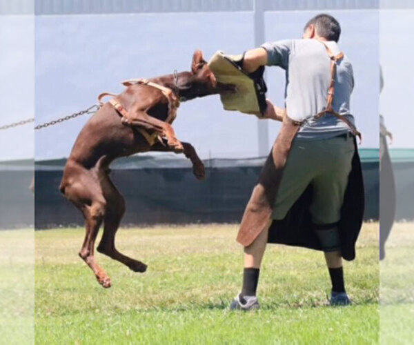 Medium Photo #12 Doberman Pinscher Puppy For Sale in FORT LAUDERDALE, FL, USA