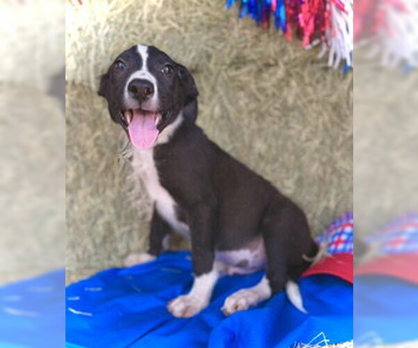 Medium Photo #3 Border Collie-Unknown Mix Puppy For Sale in Pleasanton, TX, USA