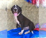 Small #2 Border Collie Mix