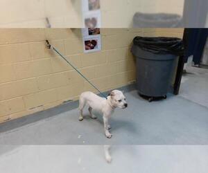 Mutt Dogs for adoption in Tulsa, OK, USA