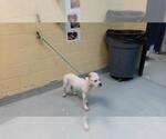 ESMERALDA - Female Mutt Dog for Adoption - Small photo