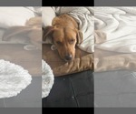 Small #2 Golden Labrador