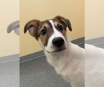 Birch - Male Mutt Dog for Adoption - Small photo