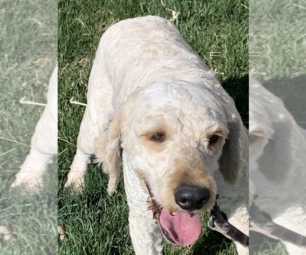 Medium Photo #1 Goldendoodle Puppy For Sale in WILEY, CO, USA
