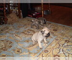 Small #3 Pug