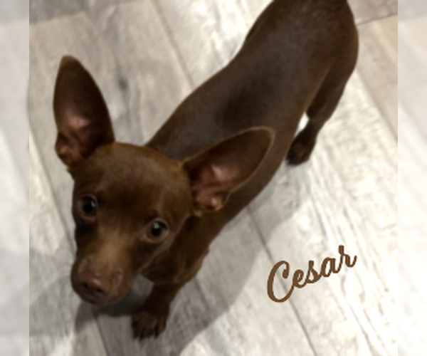 Medium Photo #1 Chihuahua-Unknown Mix Puppy For Sale in HOUSTON, TX, USA