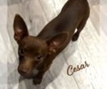 Small Chihuahua Mix