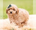 Small Photo #78 Goldendoodle (Miniature) Puppy For Sale in WARSAW, IN, USA