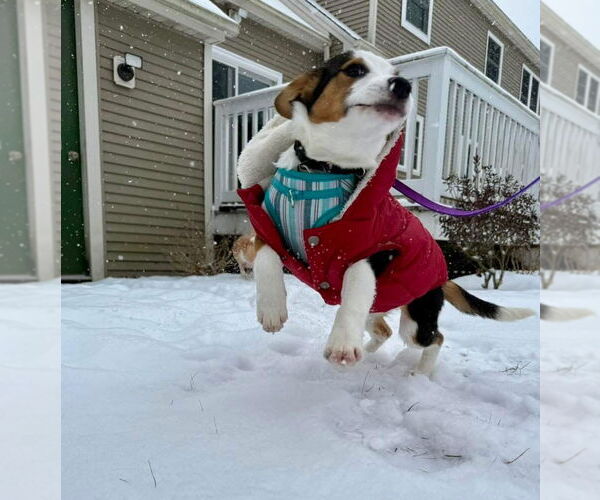 Medium Photo #4 Australian Shepherd-Beagle Mix Puppy For Sale in Wakefield, RI, USA