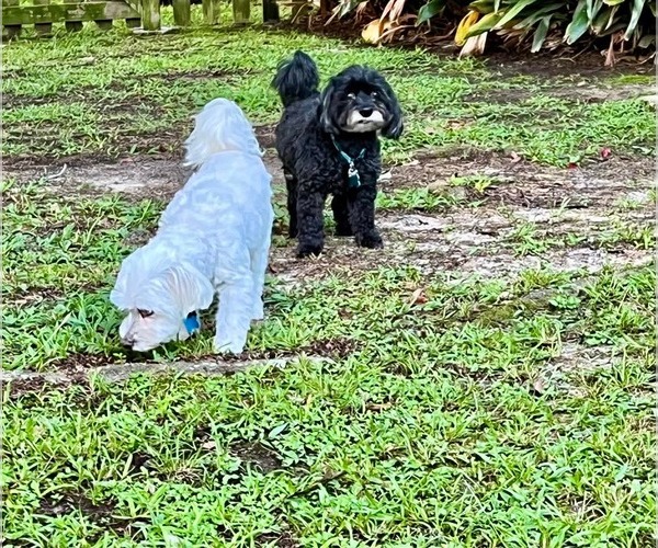Medium Photo #2 Havanese Puppy For Sale in Gulfport, MI, USA
