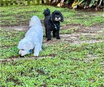 Small #1 Havanese