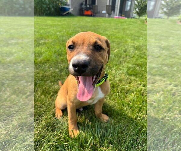 Medium Photo #6 Mutt Puppy For Sale in New London, WI, USA