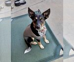 Small Photo #1 Mutt Puppy For Sale in San Bernardino , CA, USA