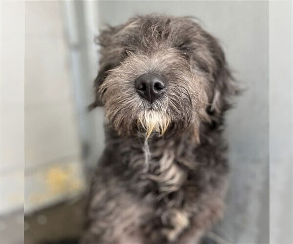 Medium Photo #1 Mutt Puppy For Sale in Stockton, CA, USA