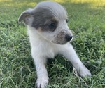 Small Photo #4 Texas Heeler Puppy For Sale in BIGGERSVILLE, MS, USA