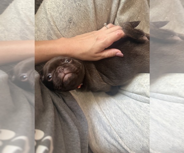 Medium Photo #3 Pug Puppy For Sale in BLOOMINGTON, IL, USA