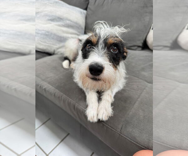 Medium Photo #2 Mutt Puppy For Sale in Germantown, OH, USA