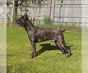 Father of the Cane Corso puppies born on 01/02/2026