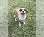Small #3 Spaniel Mix