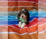 Small Photo #1 Aussiedoodle Miniature  Puppy For Sale in INDIANAPOLIS, IN, USA