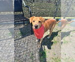 Brinks - Male Mutt Dog for Adoption - Small photo