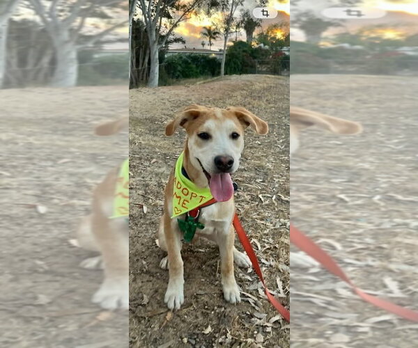 Medium Photo #13 Labrador Retriever-Unknown Mix Puppy For Sale in San Diego, CA, USA