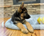 Small Photo #17 German Shepherd Dog Puppy For Sale in LENOIR, NC, USA