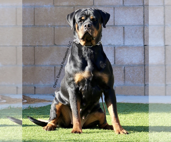 Medium Photo #5 Rottweiler Puppy For Sale in FONTANA, CA, USA