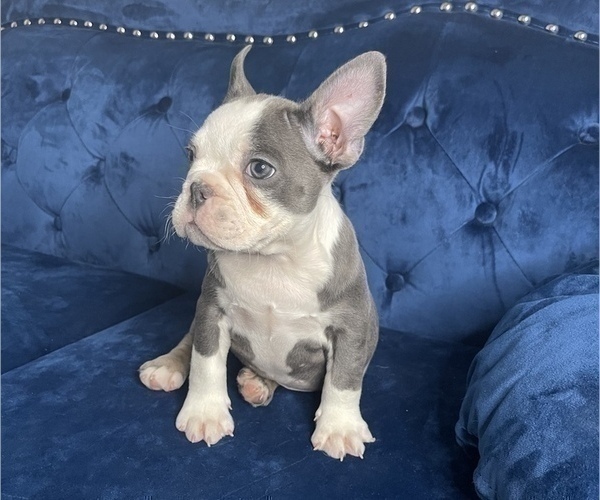 Medium Photo #10 French Bulldog Puppy For Sale in PHILADELPHIA, PA, USA