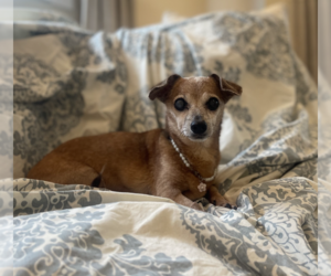 Dachshund-Unknown Mix Dogs for adoption in Weston, FL, USA