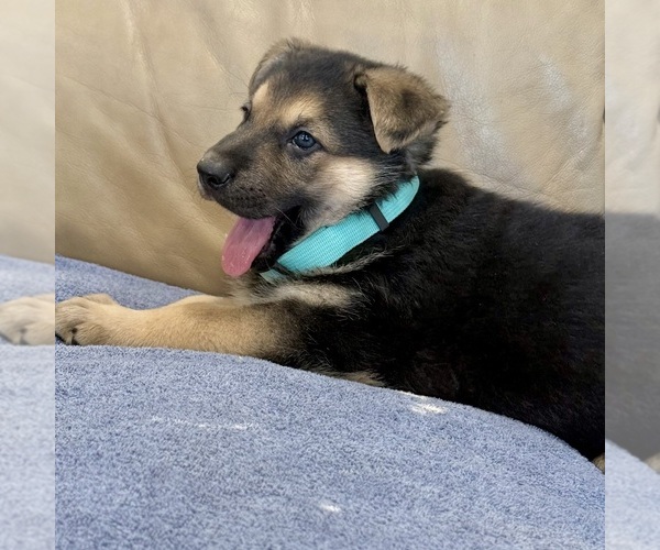Medium Photo #24 German Shepherd Dog Puppy For Sale in BRIGHTON, CO, USA
